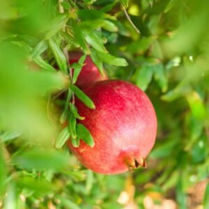 cag harvest pomegranates 4667 scaled