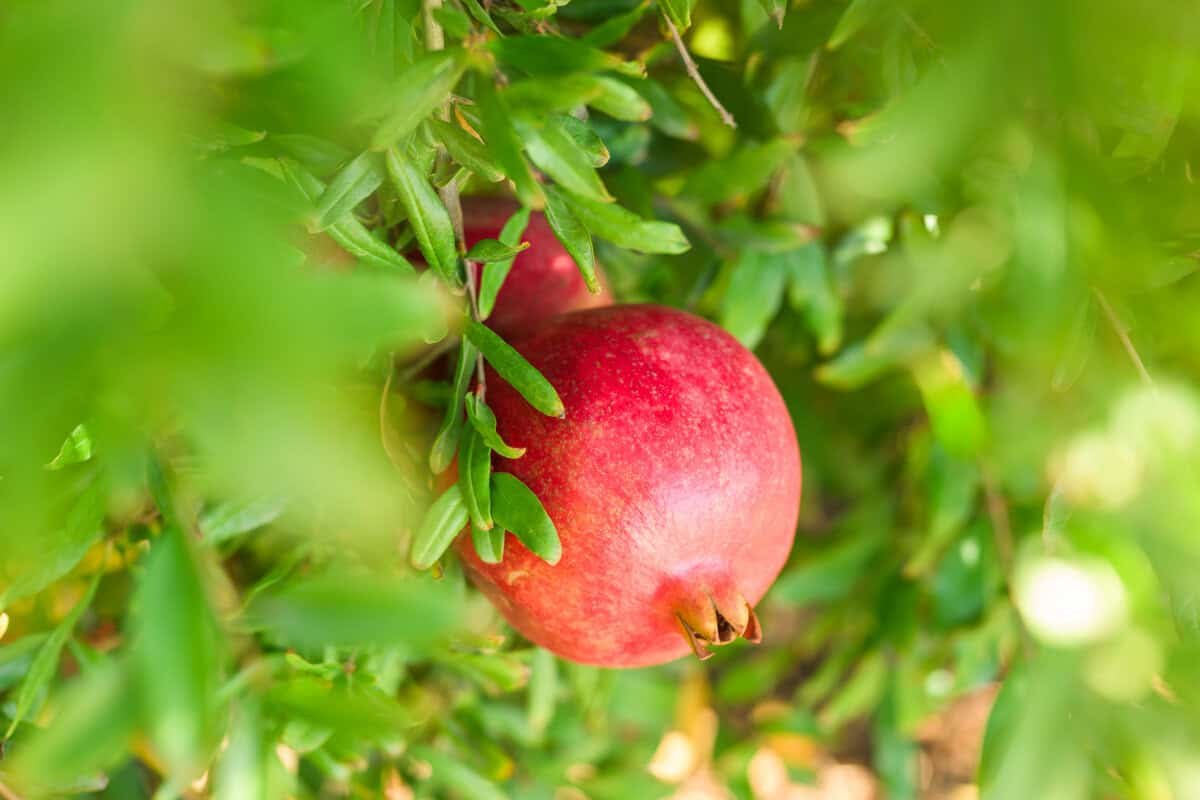 cag harvest pomegranates 4667 scaled cag harvest pomegranates 4667 scaled